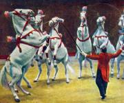 117-Arabische-Hengste-im-Zirkus-Busch