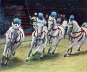 120-Araber-Hengste-in-der-Manege