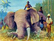 154-Elefantenjagd