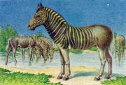 05-Quagga