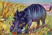 06-Warzenschwein
