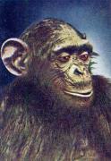 03-Sxchimpanse